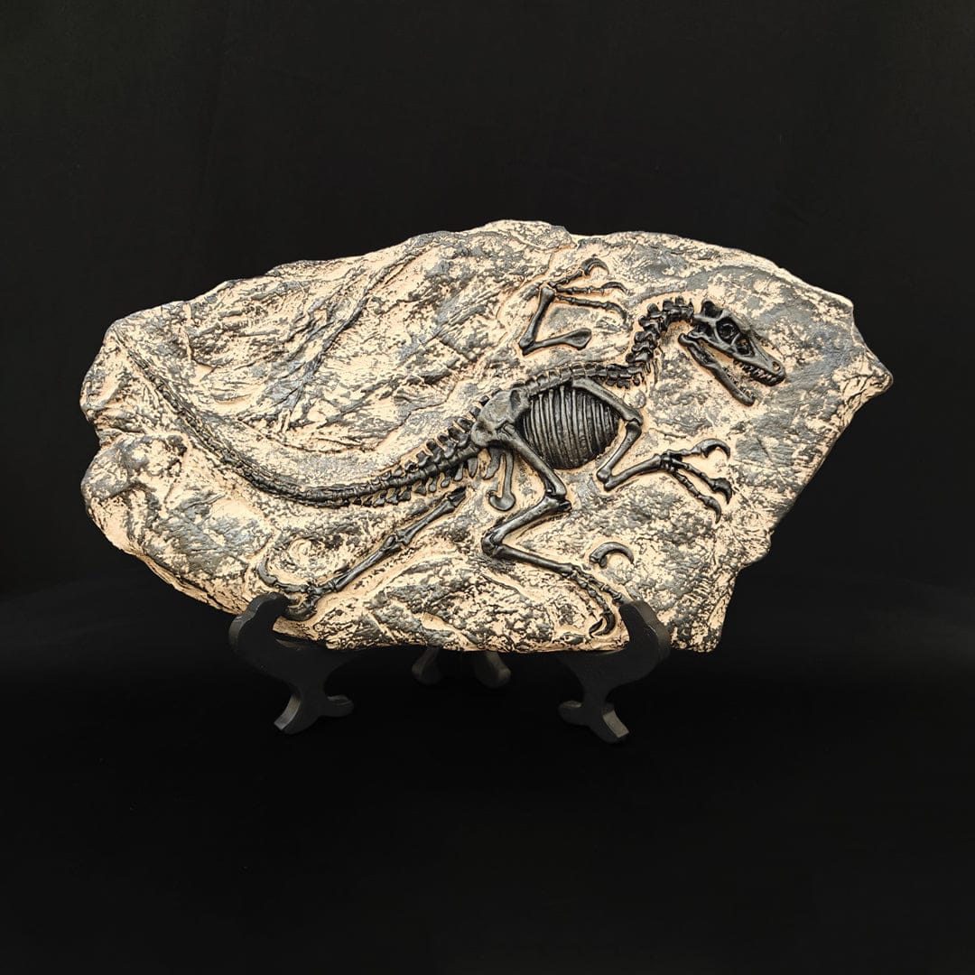 dino fossil decor