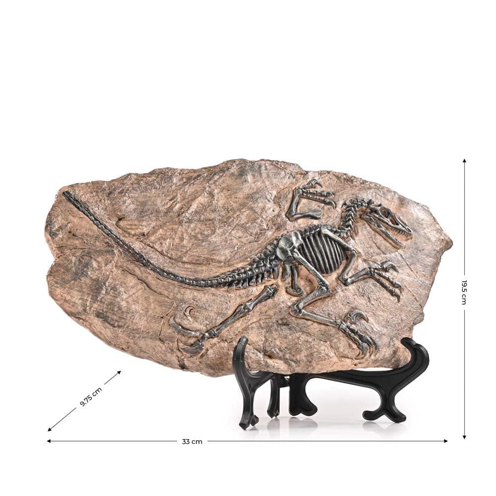 dino fossil decor