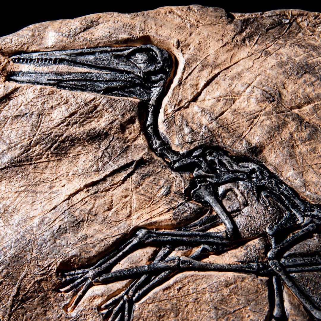 dino fossil decor