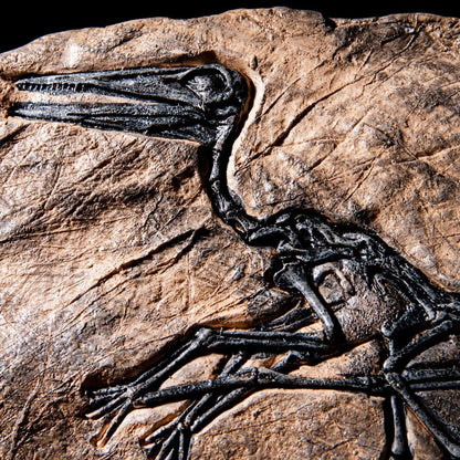 dino fossil decor