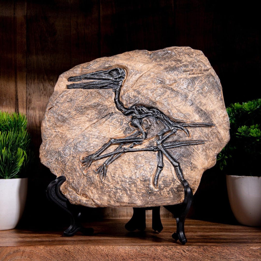 dino fossil decor