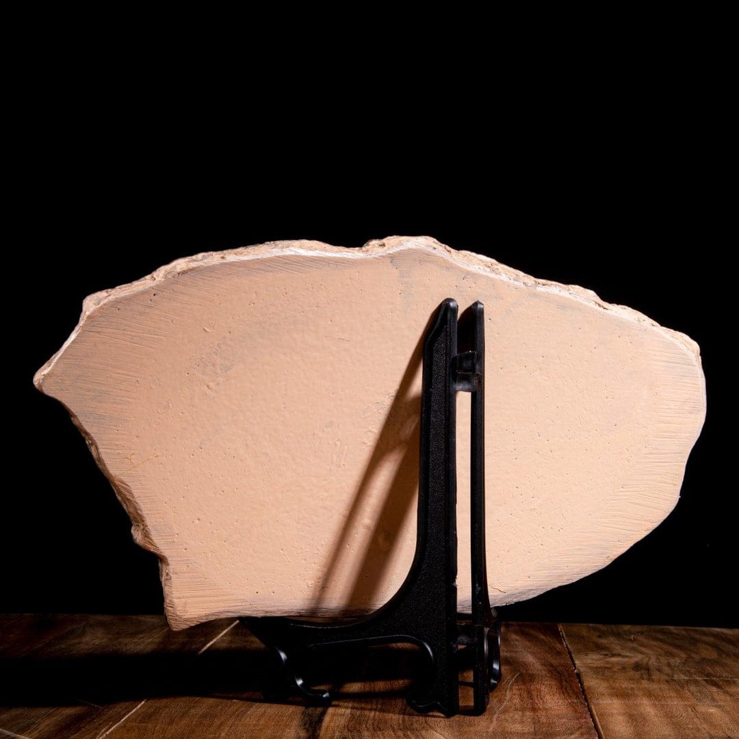 dino fossil decor