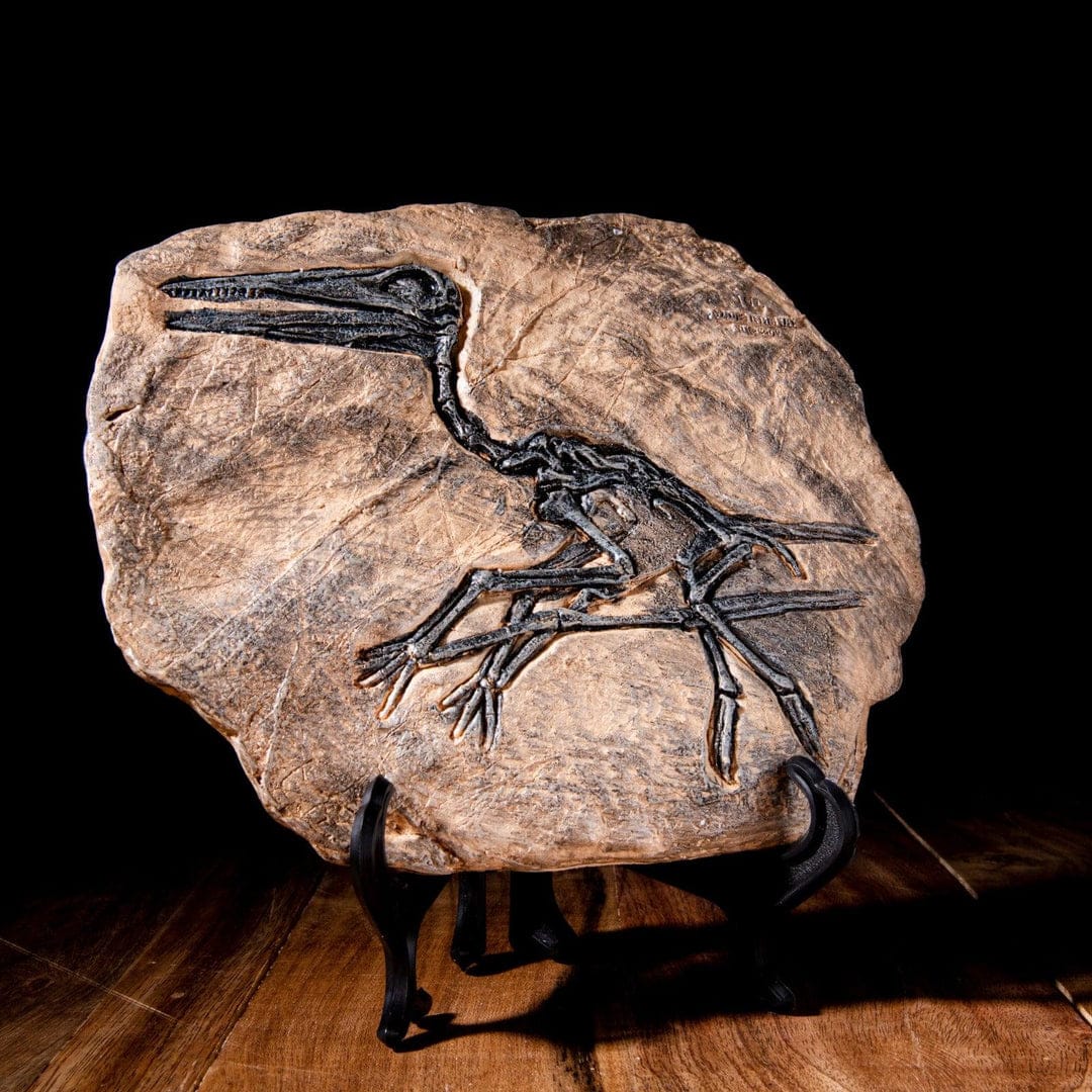 dino fossil decor