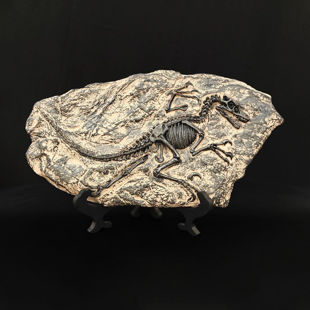 dino fossil decor