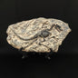 dino fossil decor