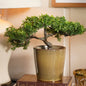 Set of 2 Beige Ceramic Pots - Large