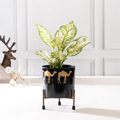 camel print planter - set of 2