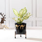 camel print planter - set of 2