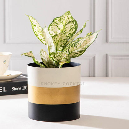 tricolour planter