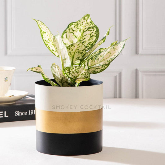 tricolour planter
