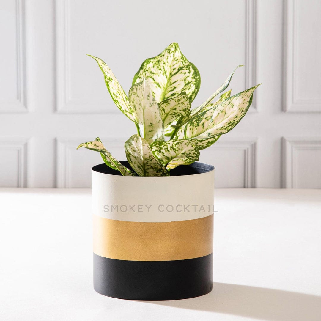 tricolour planter